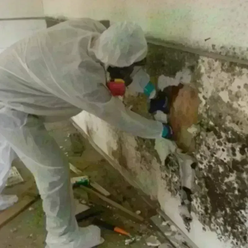 Mold Remediation and Removal in Newark, DE